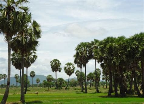 Kampong Speu Province - Alchetron, The Free Social Encyclopedia