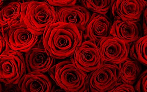 Red Rose Flower Backgrounds - Wallpaper Cave