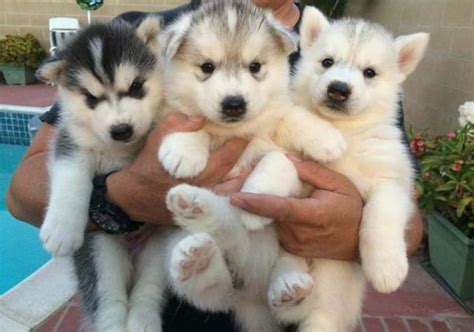 Free Dogs Near Me | Free puppies, Pomsky puppies, Puppies