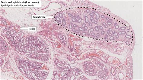 Testis Epididymis Histology