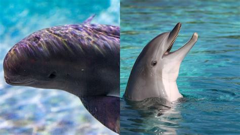 What Is The Difference Between A Porpoise And A Dolphin - Online Field ...