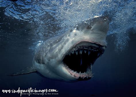 Australian Great White Shark Diving | Indopacificimages