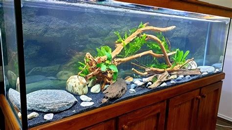 Oscar Fish Tank Setup, Filter, Diet & Spawning