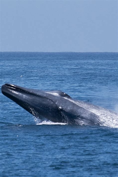 Blue Whales