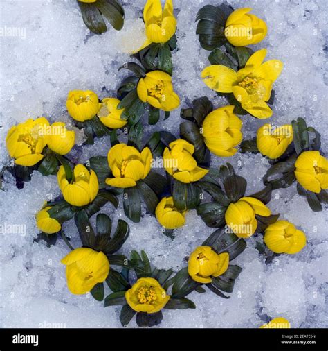 Winterling Eranthis hyemalis Stock Photo - Alamy