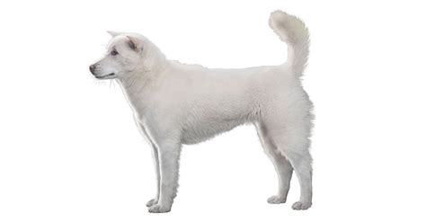 Kishu Ken: Price, Lifespan, Temperament, Characteristics