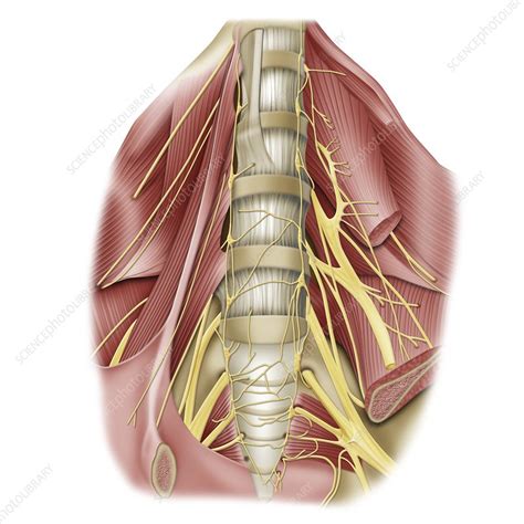 Lumbosacral plexus anatomy, illustration - Stock Image - C046/5211 - Science Photo Library