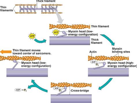 muscle-sliding.html 50_27MyosinActin_4-L.jpg