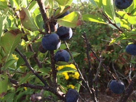 Beach Plum Jelly