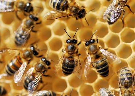 Yellow-faced bees, not honeybees, were just listed as endangered.