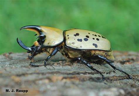 Largest Rhinoceros Beetle