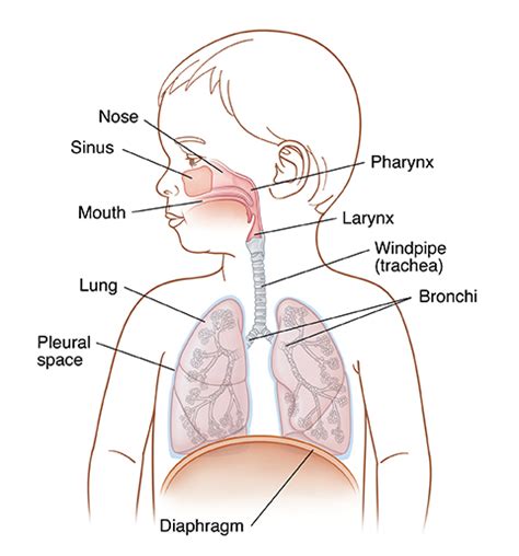 Anatomy of Your Child’s Respiratory System | Spectrum Health Lakeland