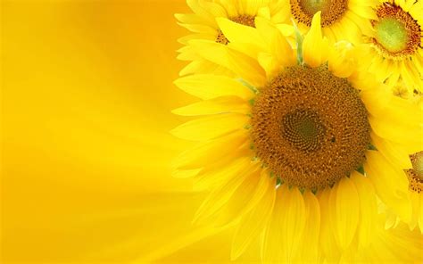 bright yellow wallpaper | Send Sunflowers Pictures And Wallpapers18 | Sunflower wallpaper ...