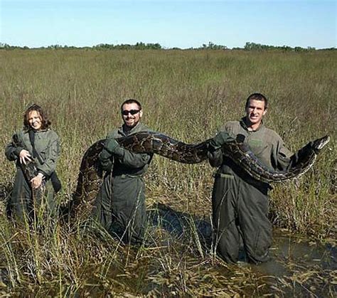 Pythons Wreacking Havoc on Florida | Animal Pictures and Facts | FactZoo.com