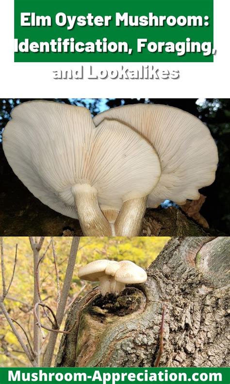 Elm Oyster Mushroom: Identification, Foraging, and Lookalikes - Mushroom Appreciation