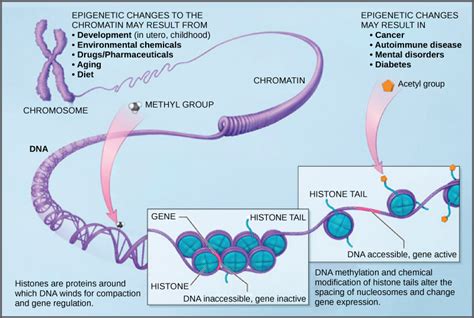 Eukaryotic Gene Regulation | Biology for Majors I