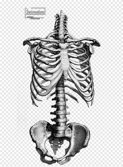 Human Bone Anatomy Drawing - 14 013 Human Skeleton Drawing Stock Photos ...