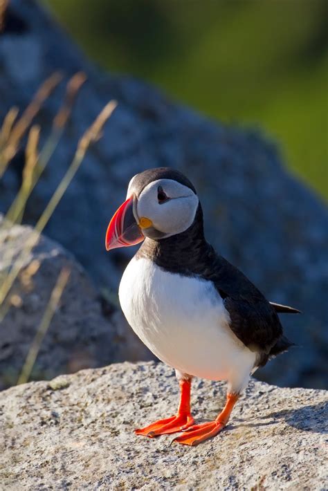 Ian's bird website: My Wonderful Facts About Atlantic Puffins