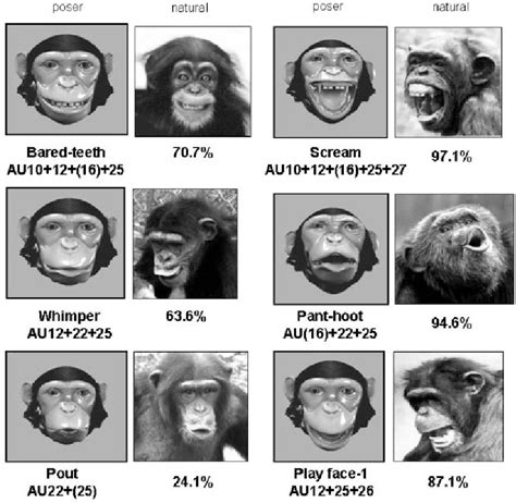 Figure 2 from Understanding chimpanzee facial expression: insights into ...