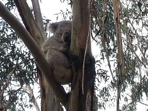 Featherdale Wildlife Park (Blacktown, Australia): Top Tips Before You Go… | Wildlife park ...