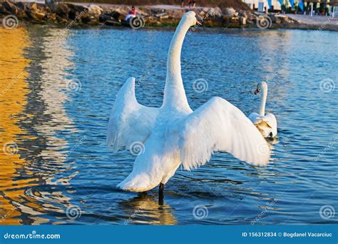 A Swan with Wings Spread Out on the Seashore at Sunrise. in Front of ...