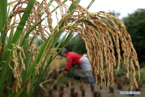 People busy harvesting rice and fish in paddy fields in Guizhou, SW China - Xinhua | English.news.cn