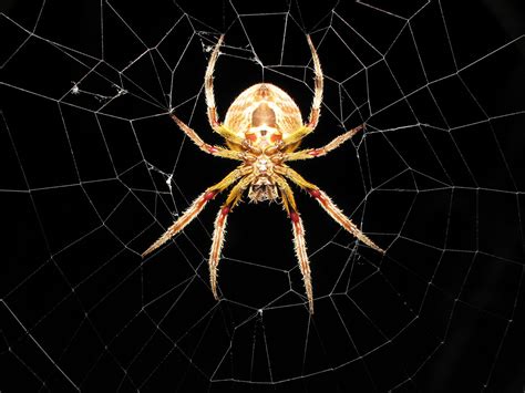 Cool Spider wallpaper | 1600x1200 | #12326