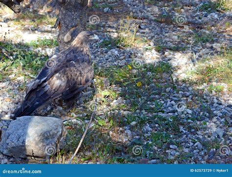 Golden Eagle, A Top Predator And Bird Of Prey Stock Image - Image of mountains, avian: 62573729