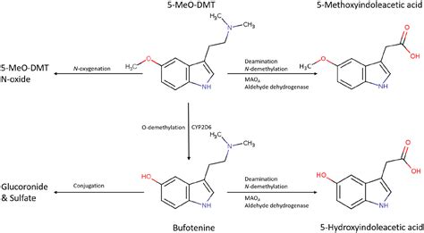 Dmt Myo Sale Purchase | gbu-presnenskij.ru