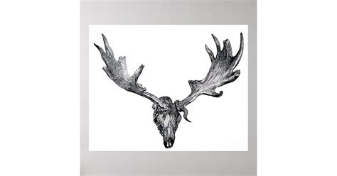 Irish Elk Skull Antique Print | Zazzle