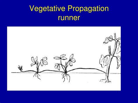 PPT - How do organisms grow? PowerPoint Presentation - ID:2109814