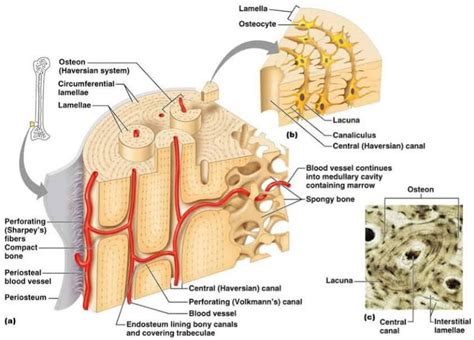 Image result for parts of compact bone | Basic anatomy and physiology ...