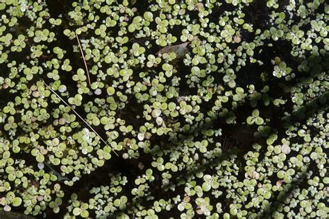 Lemna minor (Common duckweed)