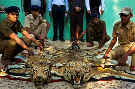 India Has Had More Cases Of Tiger Poaching This Year Than The Whole Of 2015