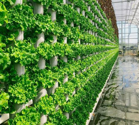 Vertical Farming Vs Greenhouse Farming Vs Traditional Farming: Which is More Profitable?