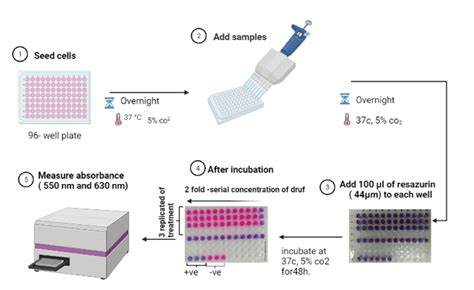 Workflow of the resazurin assay to determine the Ikarugamycin compound ...