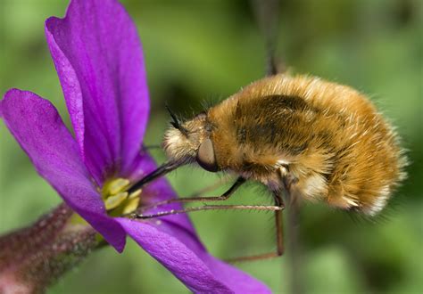 Beefly feeding | Bee, Animals, Insects