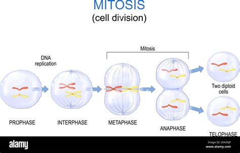 Cell Cycle Mitosis Labeled