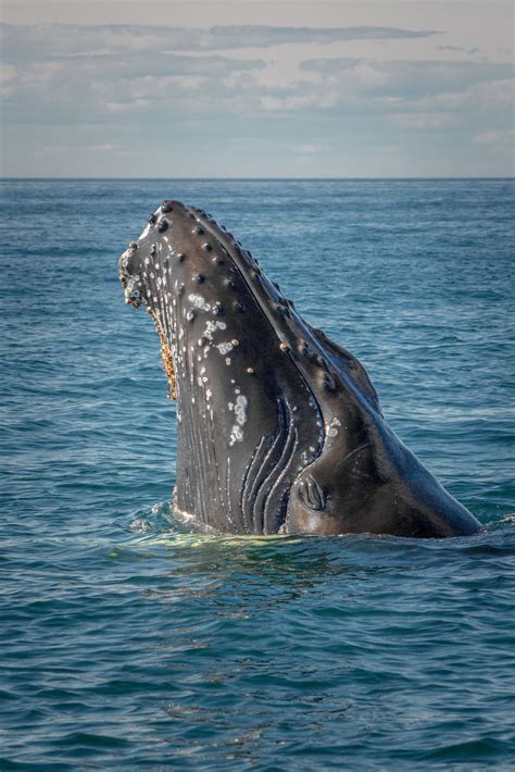 A humpback Whale pops his head up for a few moments | Whale, Humpback ...