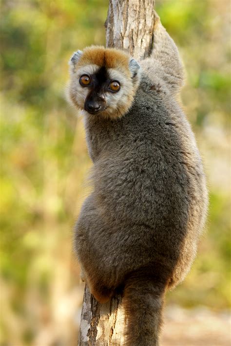 Madagascar Wildlife Photography Tours - Wildlife Photo Safaris