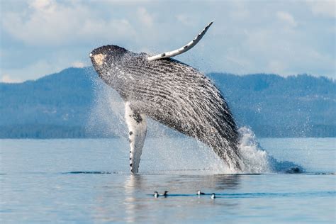 5 AMAZING Whale Watching Tours In The San Juan Islands