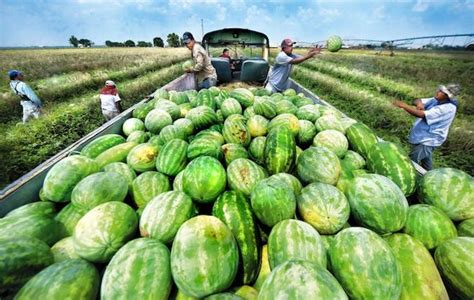 watermelon-farms. | Watermelon, Watermelon farming, Down on the farm