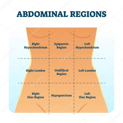 Esquema de regiones cuadrantes abdominales como ilustraci n de vectores de divisi n estomacal. 2024