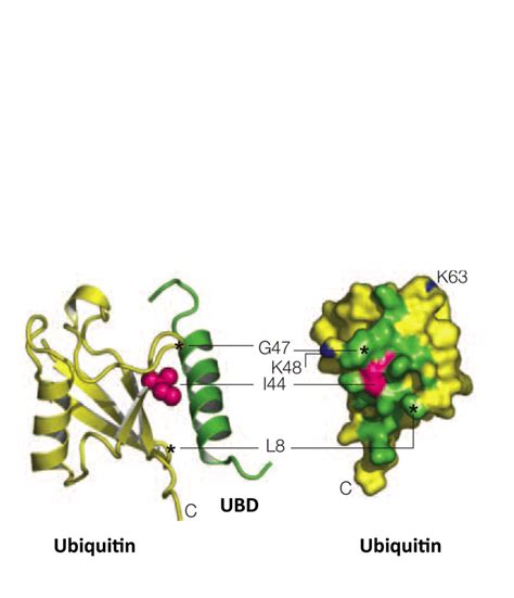 5. Structures of an E2 ubiquitin-­-binding domain and ubiquitin. Shown... | Download Scientific ...