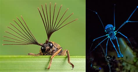 Macro Photographs of Singapore’s Most Unusual Insects and Arachnids by ...