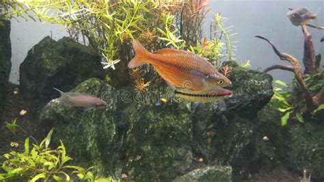 Red Rainbow Fish in Aquarium Stock Image - Image of wildlife, gold: 174825133