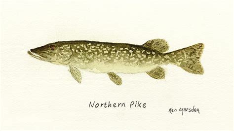 Northern Pike Painting by Ken Marsden - Fine Art America