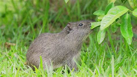 "Cavia Porcellus" Images – Browse 2,826 Stock Photos, Vectors, and Video | Adobe Stock