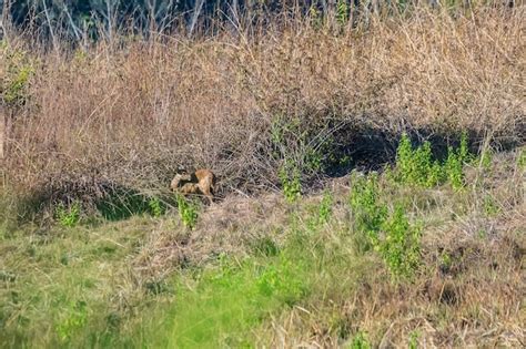 Premium Photo | Deer in the meadow wildlife conservation area