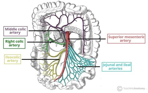 Chronic Mesenteric Ischaemia - Clinical Features - Management - TeachMeSurgery